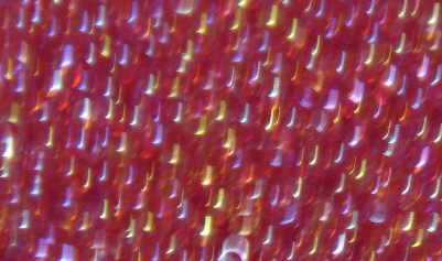 foto - TRASPARENT RAINBOW FUCHSIA